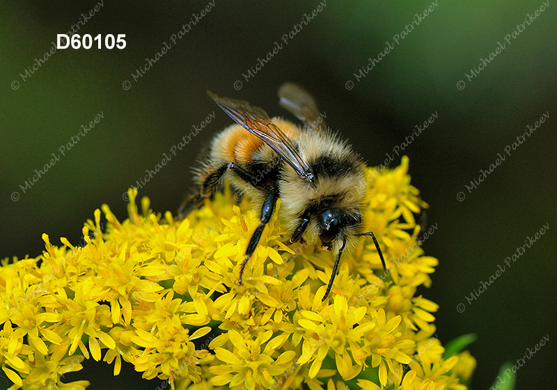 Tricolored Bumble Bee (Bombus ternaries)